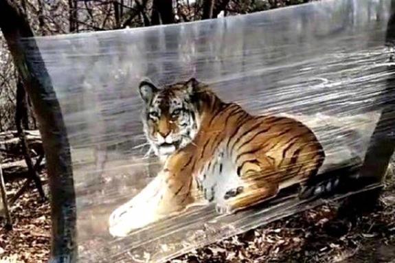 技术阐释:真真假假指啥动物