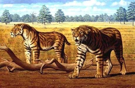 技术阐释:丹槛刻桷打一生肖动物