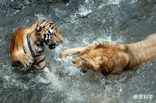 独家观察:春虎夏蛇逐野兔，水火不容两相斗打一动物