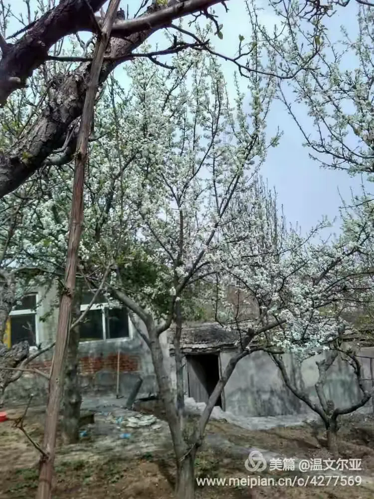 独家解读:今期猪马鸡出特，棠树空留鹤岭前打一准确数字