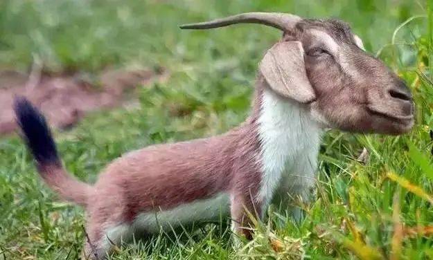 家点评:三九相加出七码，二三零一不相见猜一准确动物