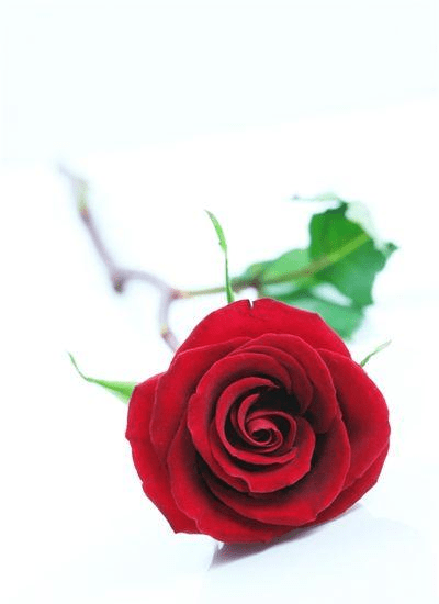 技术阐释:丹槛刻桷打一生肖动物