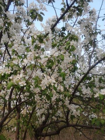 圈内解读:梨花落后二清明，三五少年容易老打一准确数字