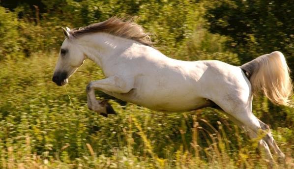 专家解析:马到成功打一最佳生肖