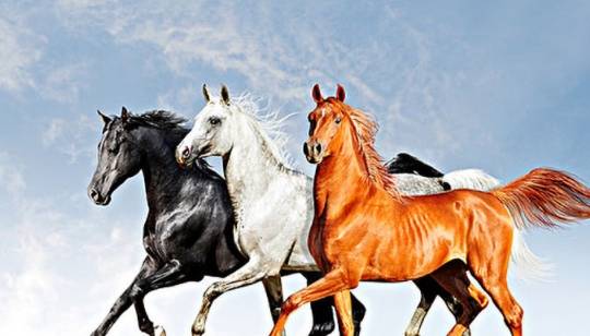 深度报道:安土重迁不忘本，披发左衽迎旧人指啥动物