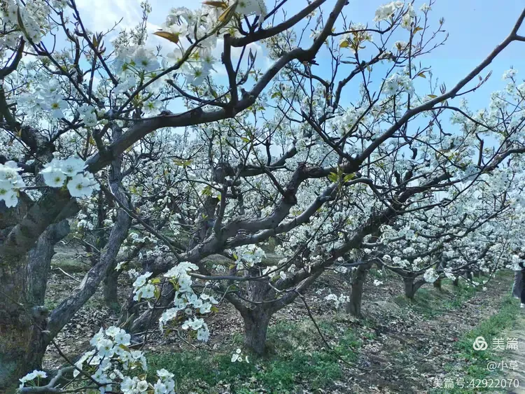 独家解读:今期猪马鸡出特，棠树空留鹤岭前打一准确数字
