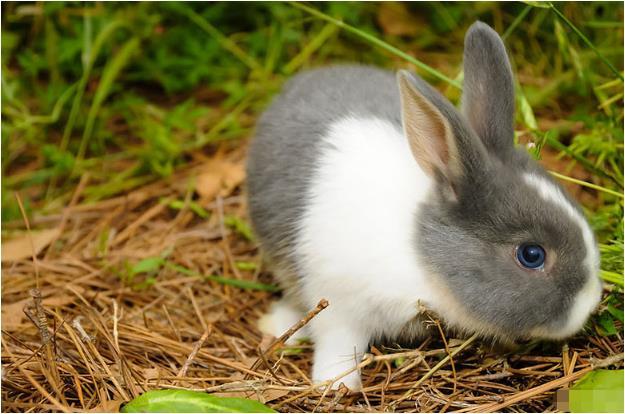学术阐释:找白白嫩嫩的生肖代表什么生肖