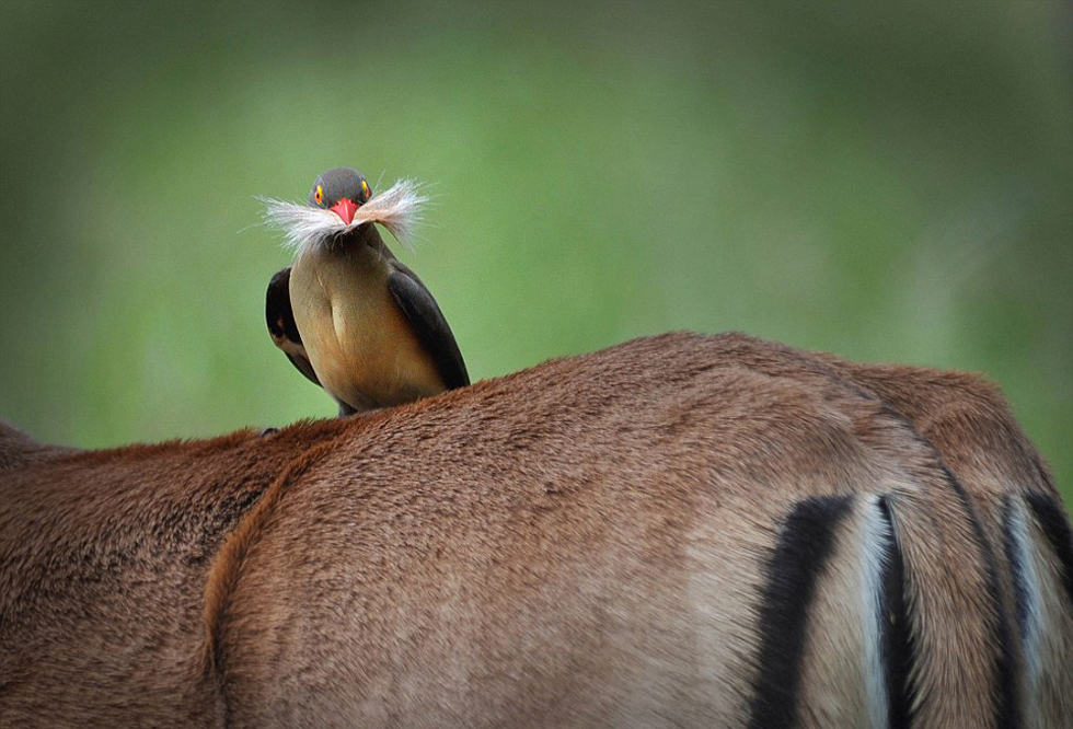 独家解读:相映成趣本期动物
