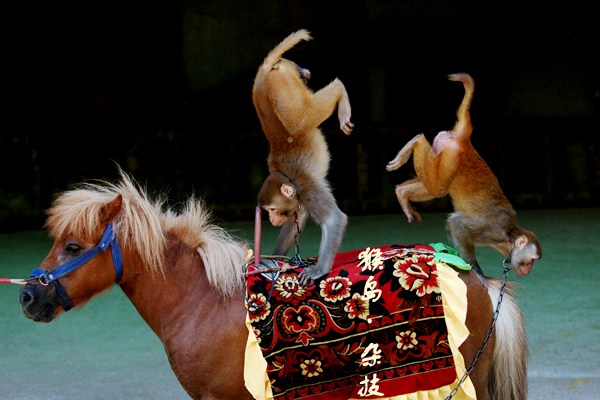 深度报道:金木两行可中特，老猴骑马倒着走。代表什么生肖