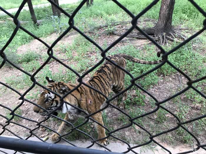 首发资讯:五湖四海指什么生肖