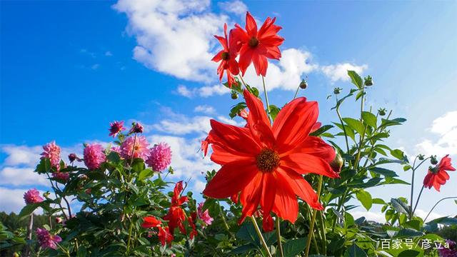 深度剖析:蓝天照耀红花美是什么生肖