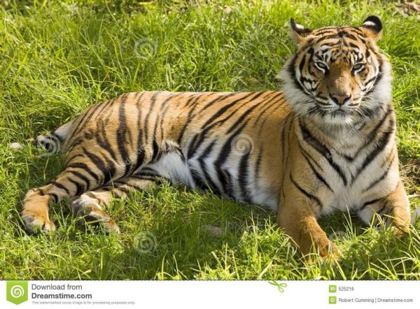 行家点评:挂名金榜本期动物