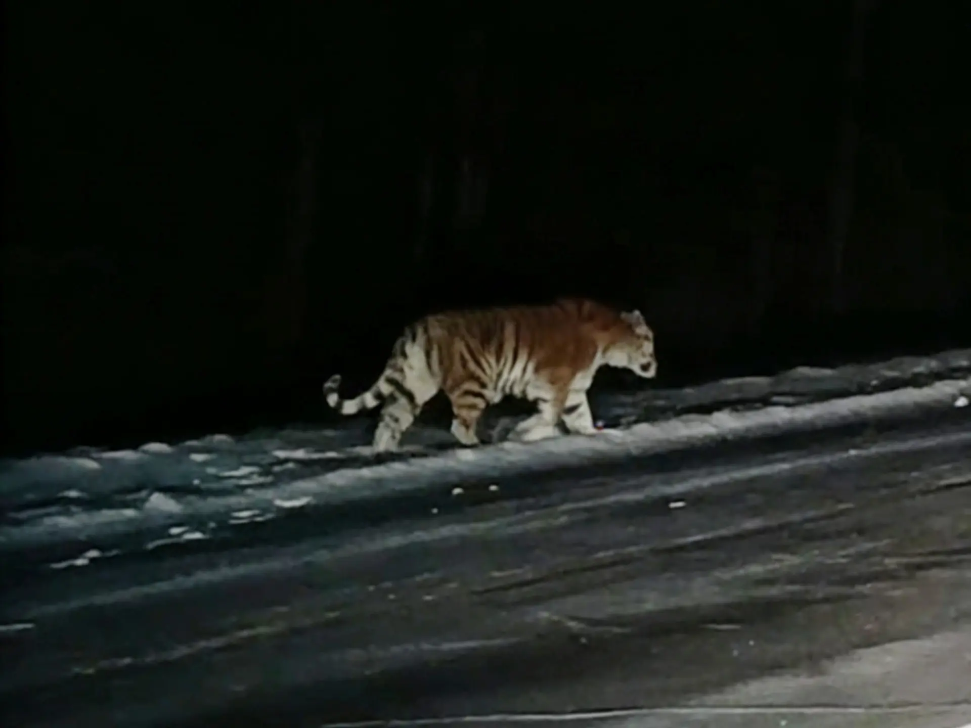 独家专访:天黑风急虎盗兔，馬食夜草猴旁颧打一动物谜底