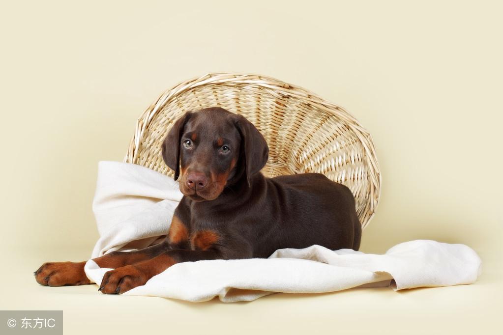 独家观察:一道东风二七四，一番情义两番意指代表是什么生肖