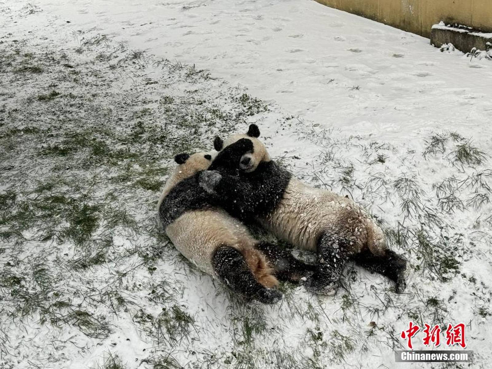 独家解读:寒风凛凛代表什么动物