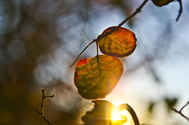 行家点评:心乱如麻巧解一最佳最佳生肖