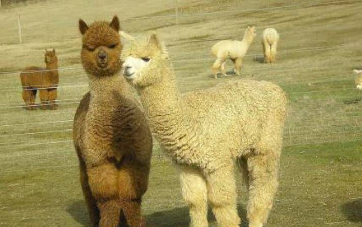 趋势研判:三九相加出七码，二三零一不相见代表什么动物