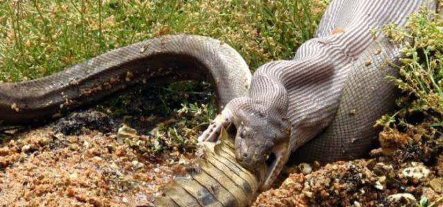 圈内解读:卷土重来龙蛇看指什么动物