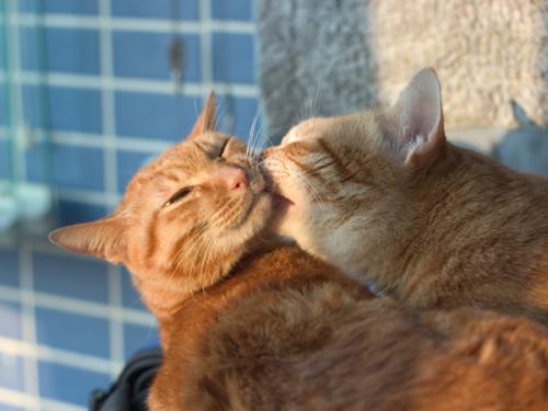 权威解读:一二一二重复练，有朝一日飞上天。打一动物