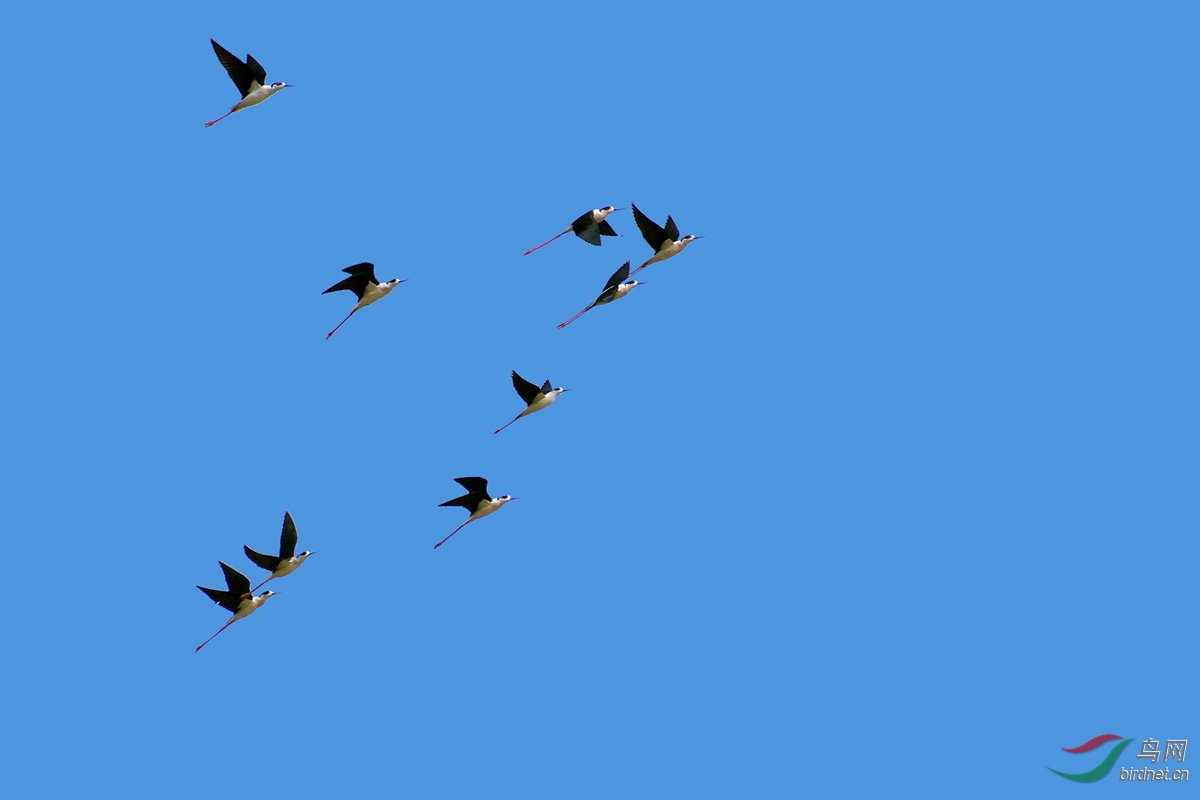 权威解读:蓝天绿地鸟儿飞，挑得蓝里便是来打一生肖动物