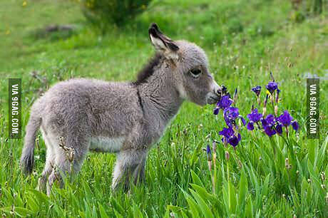 独家调查:揚威抖擞猜本期动物