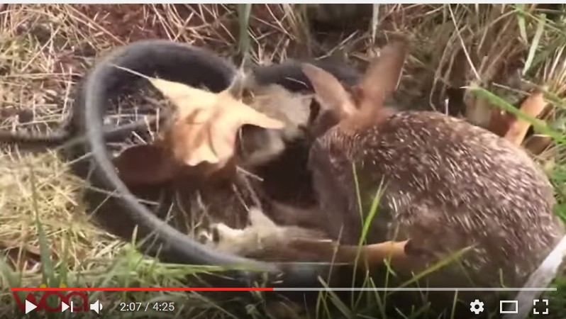 趋势研判:春虎夏蛇逐野兔，水火不容两相斗打一生肖动物