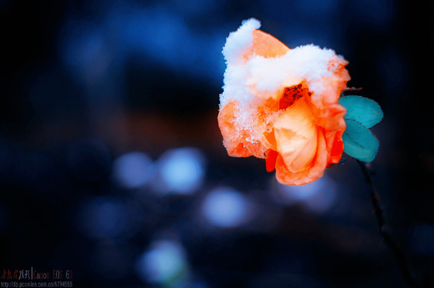 热点剖析:寒风凛凛本期数字