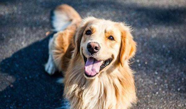 业内点评:挂名金榜猜本期动物