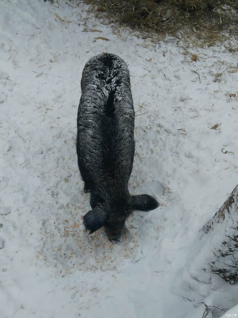 独家新闻:寒风凛凛猜一动物