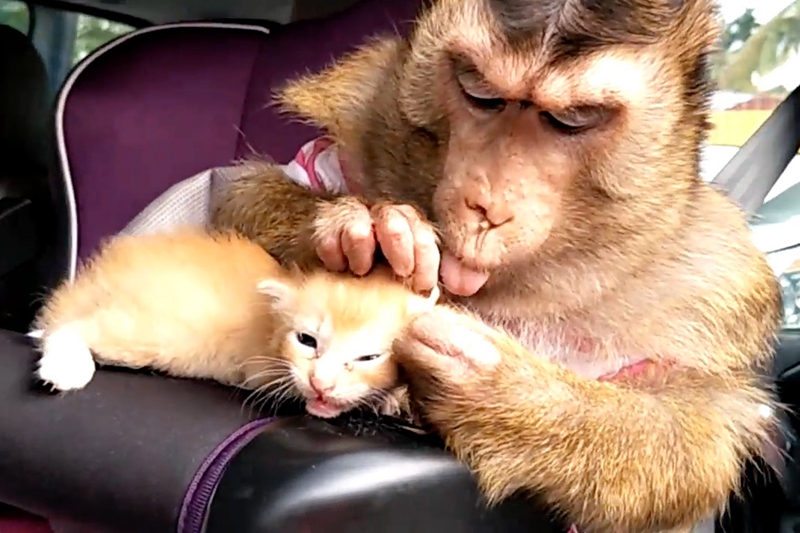 资深分析:三千佳丽猜动物