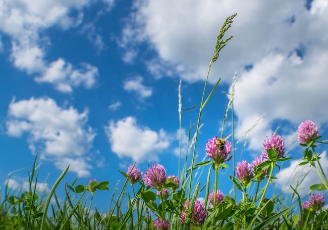 逐项解读:蓝天照耀红花美猜动物