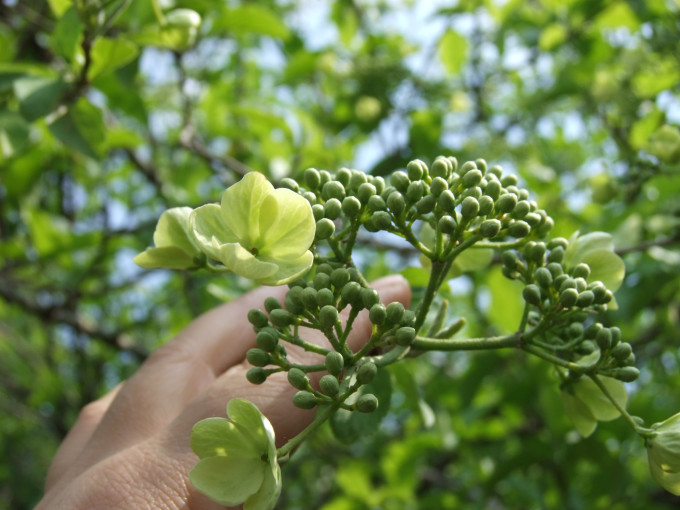 趋势研判:三衰六旺皆前定，出奇入神柳与花指打代表一最佳什么生肖