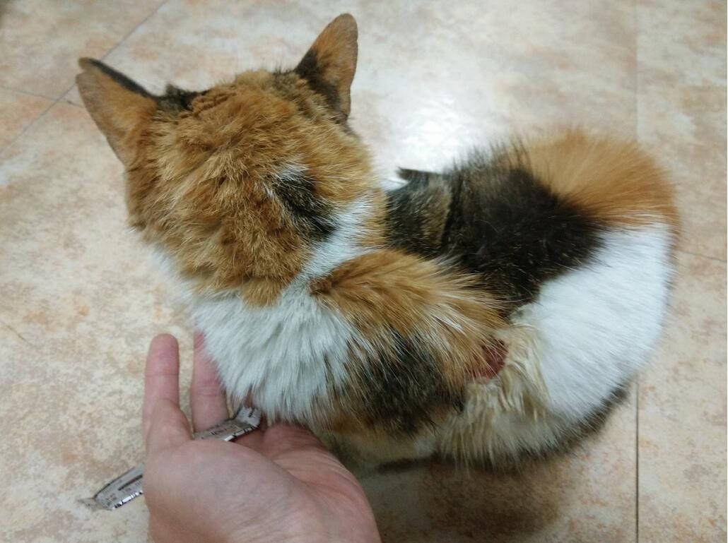 专家解析:挂名金榜对应那种动物