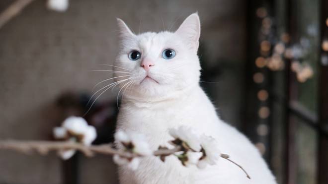 全面阐释:找白白嫩嫩的生肖指什么动物