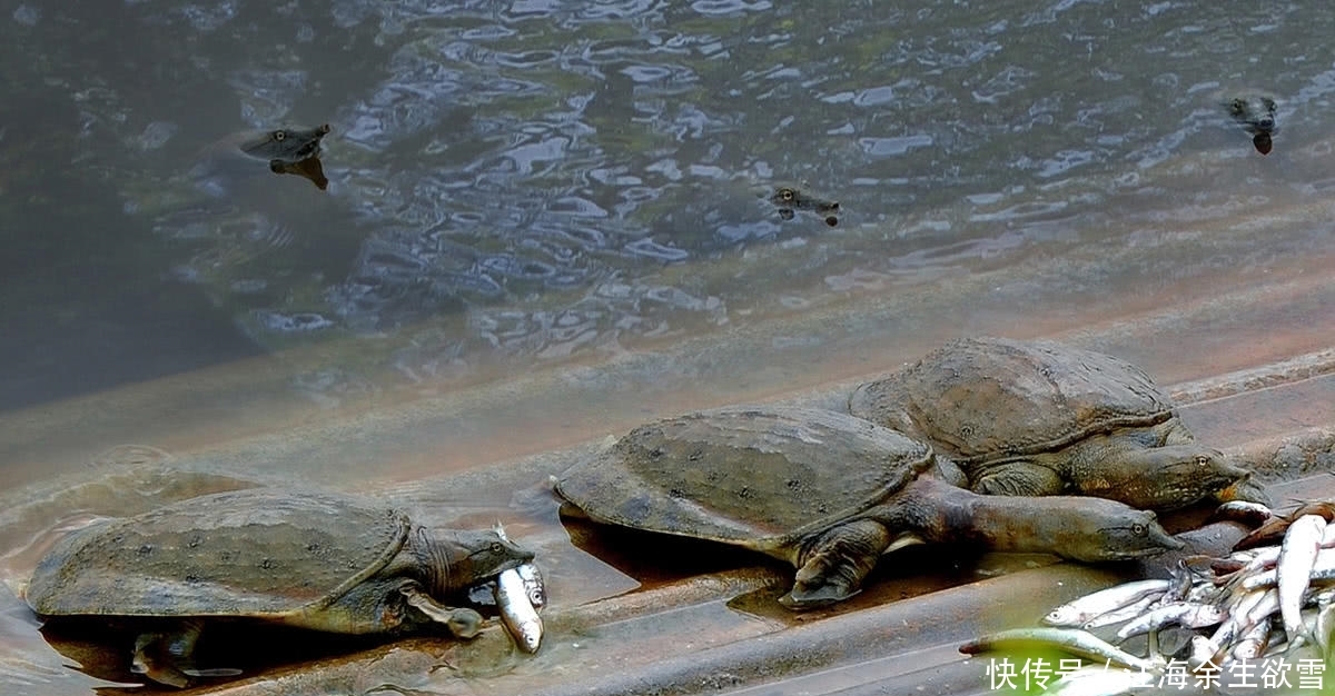 独家新闻:南水北调打一生肖动物