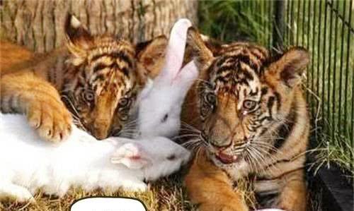 独家调查:天黑风急虎盗兔，馬食夜草猴旁颧比喻什么动物