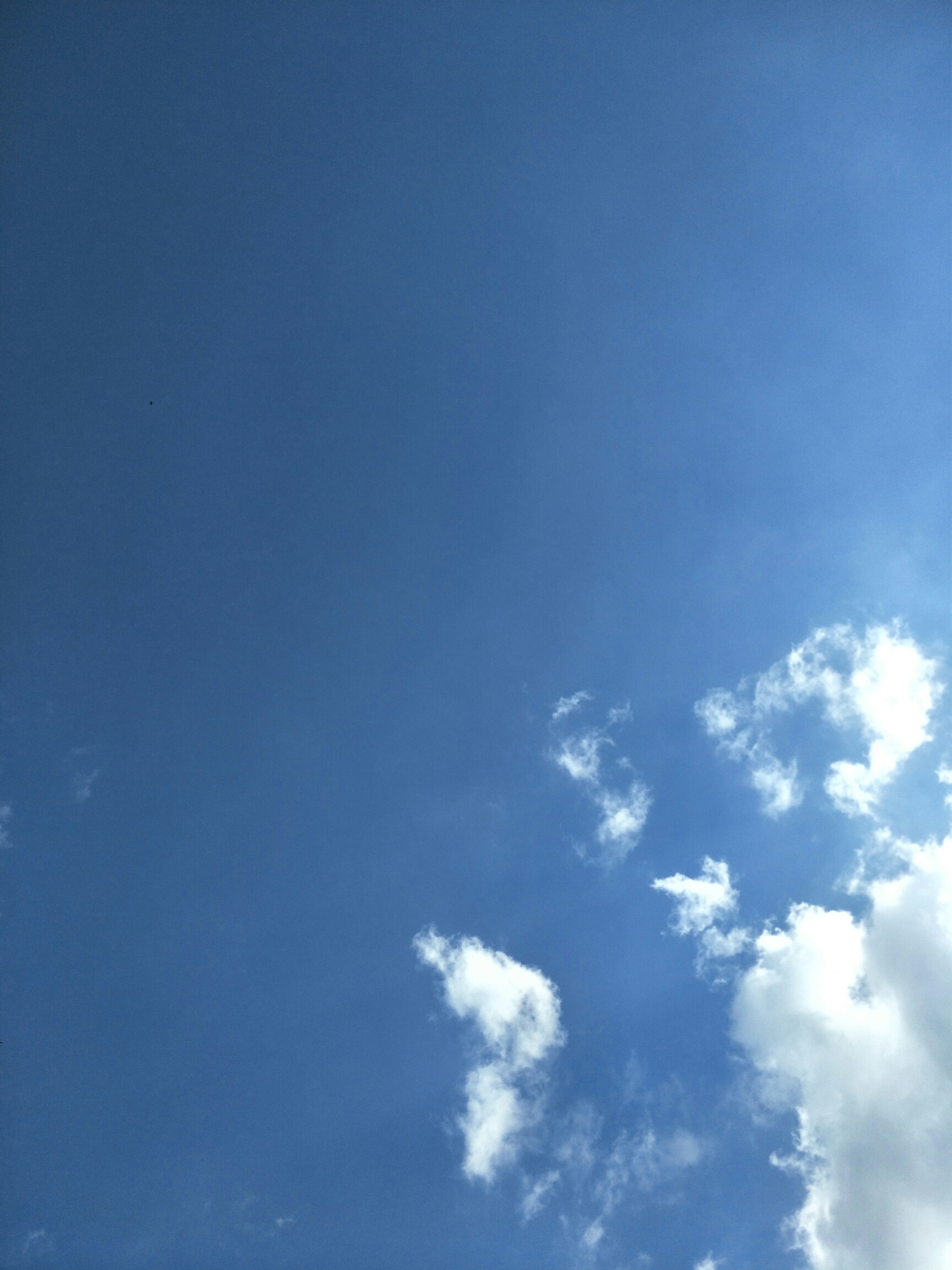 趋势研判:蓝天照耀红花美猜一准确动物