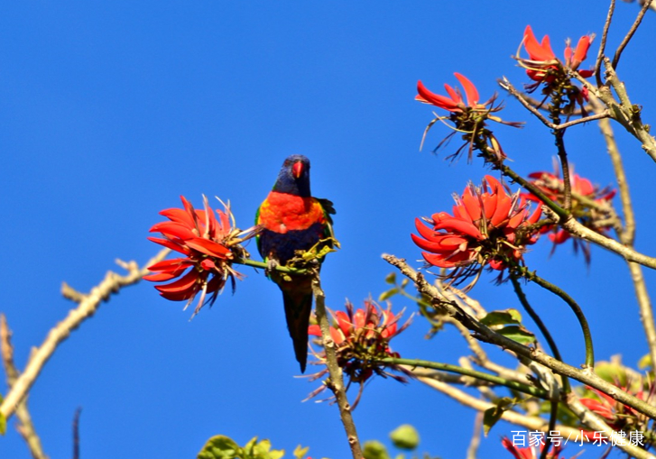 全面阐释:蓝天照耀红花美代表什么动物