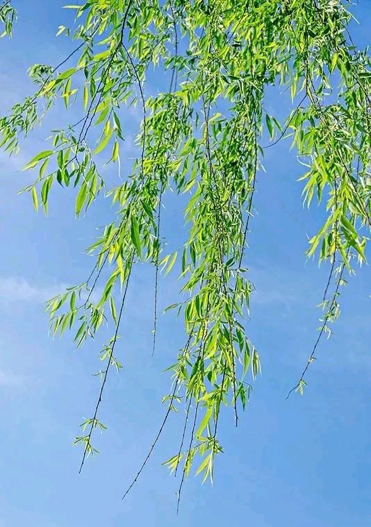 技术阐释:三衰六旺皆前定，出奇入神柳与花猜数字