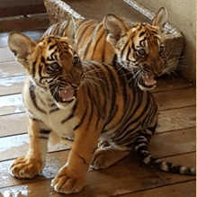 独家专访:风后日丽好劳动猜一动物