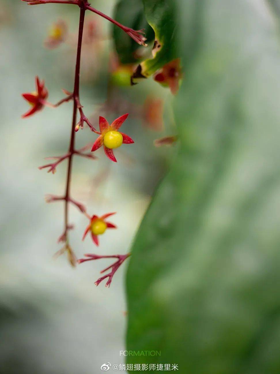 趋势研判:三衰六旺皆前定，出奇入神柳与花指打代表一最佳什么生肖