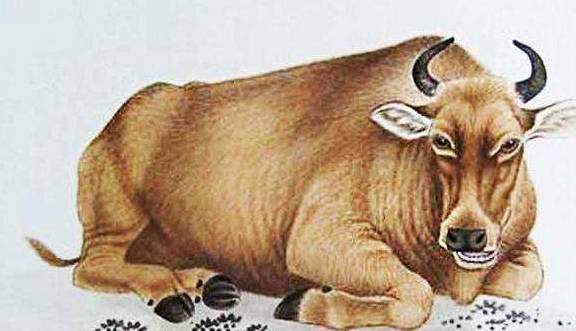 独家专访:捧上九字打一生肖动物