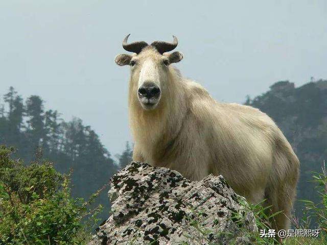 圈内解读:春色满园关不住，佳人妩媚天际来猜一动物
