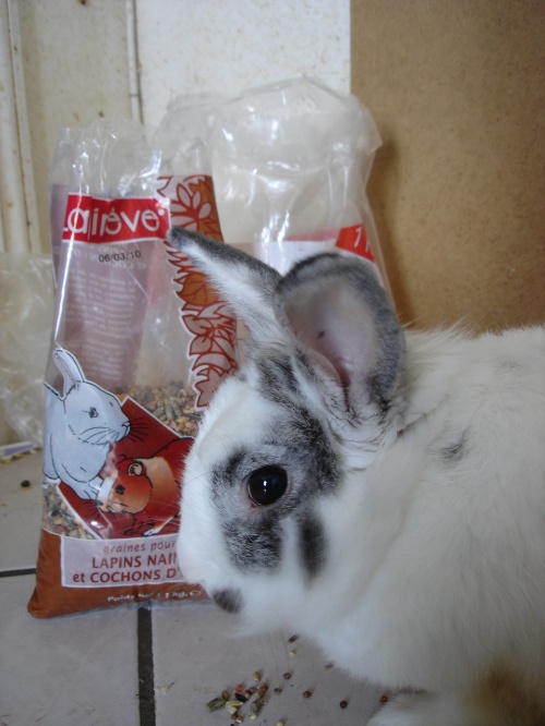 行家点评:天黑风急虎盗兔，馬食夜草猴旁颧打一准确动物