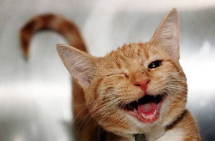 业内点评:挂名金榜猜本期动物