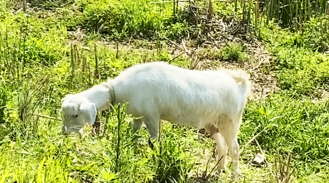 业内点评:仙羊下界遍地春指啥动物