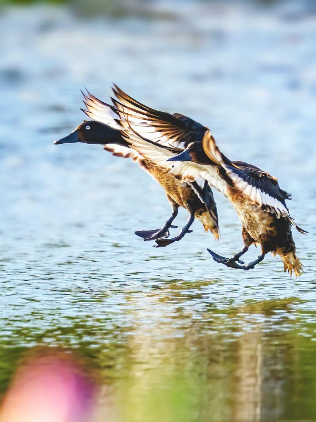 图文解析:蓝天绿地鸟儿飞，挑得蓝里便是来代表什么生肖