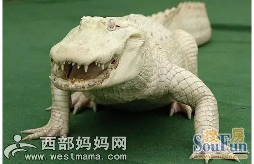 观点输出:欲横沙场对应那种动物