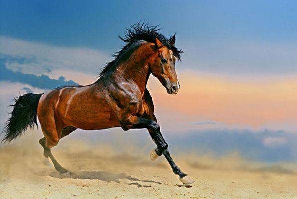 家点评:马到成功指哪个生肖