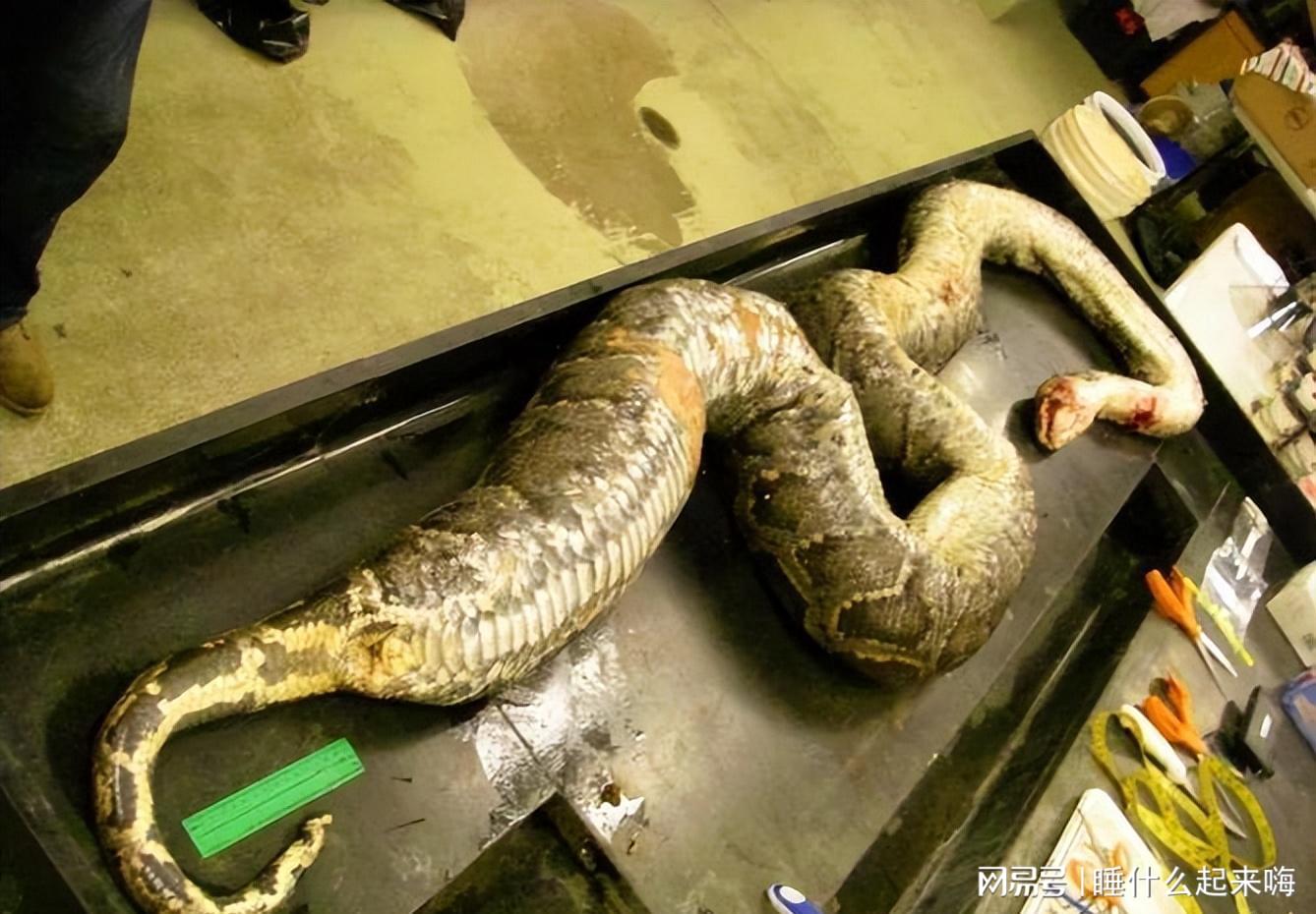 圈内解读:卷土重来龙蛇看指什么动物